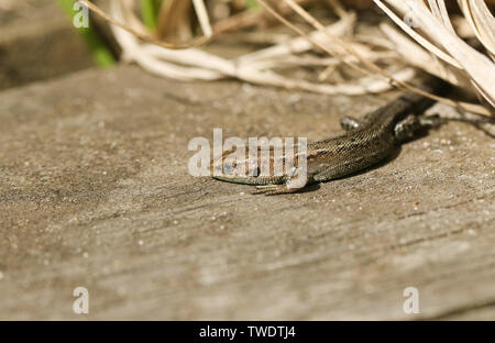 Un superbe Lézard Zootoca vivipara, Commun, se réchauffer sur un trottoir de bois . Banque D'Images