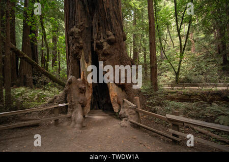 Un grand arbre séquoia dans Muir Woods montrant le creux intérieur le long d'un bois clôturé chemin. Muir Woods est connue pour son vieux séquoias imposants. Banque D'Images