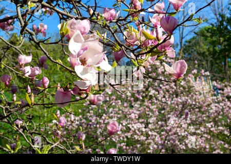 Belles fleurs magnolia rose sur l'arbre dans le jardin Banque D'Images