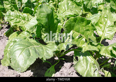 Betterave vert tops sur le domaine agricole, des betteraves à sucre sur le terrain. close-up. Banque D'Images