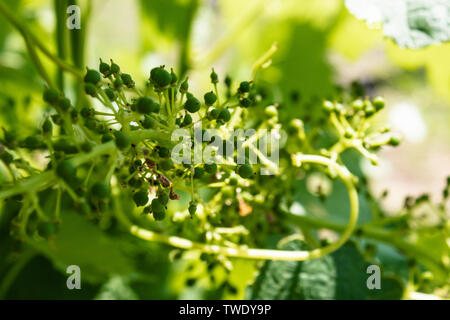 Les jeunes immatures, vert, raisins dans le vignoble, close-up, les raisins, la culture de la vigne dans la cour Banque D'Images