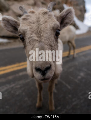 Ovis canadensis, le mouflon des montagnes. Mount Evans, au Colorado. Banque D'Images