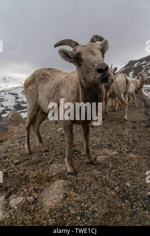 Ovis canadensis, le mouflon des montagnes. Mount Evans, au Colorado. Banque D'Images