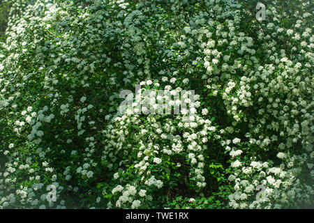 Wangutta spirée (lat. Spiraea vanhouttei) Banque D'Images