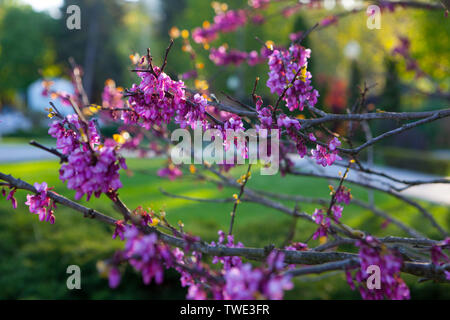 La floraison Cercis siliquastrum Banque D'Images