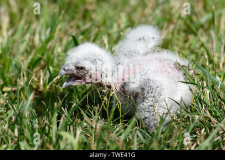 Owl chick Banque D'Images