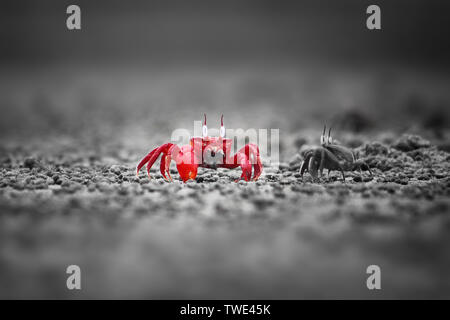 Un crabe rouge sur le bord de la mer à l'Putnir Char dans les Sundarbans, la plus grande forêt de mangroves dans le monde. Satkhira, Bangladesh.' Banque D'Images