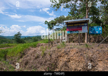 Couloir de la faune dans une plantation de palmiers à huile, près de Tawau, Sabah, Bornéo, Malaisie Orientale. Banque D'Images