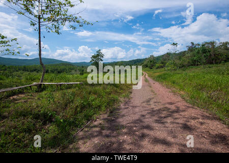 Couloir de la faune dans une plantation de palmiers à huile, près de Tawau, Sabah, Bornéo, Malaisie Orientale. Banque D'Images