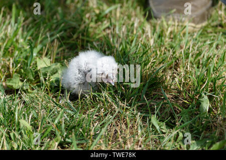 Owl chick Banque D'Images