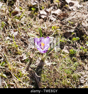 Premier Printemps fleurs violettes vue rapprochée sur l'arrière-plan au sol à l'air libre square frame photo Banque D'Images