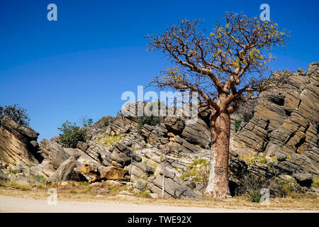 Un arbre avec de grosses pierres Boab et des roches et ciel bleu Banque D'Images