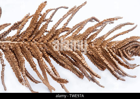 Feuille de fougère à sec avec des spores vue rapprochée sur fond blanc Banque D'Images