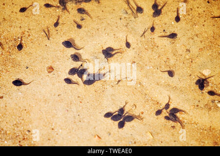 De nombreux têtards vue rapprochée dans l'eau sur le lac Sandy bottom Banque D'Images