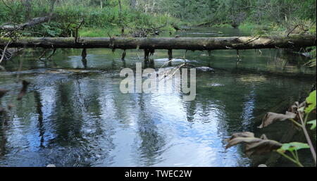 Arbre tombé dans la forêt de l'autre côté de la rivière Banque D'Images
