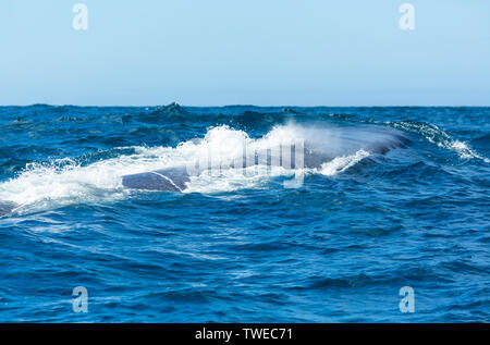 Rorqual bleu (Balaenoptera musculus) Banque D'Images