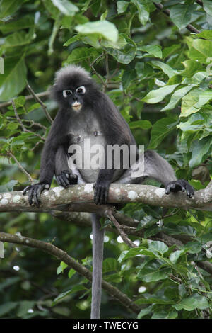 Singe-feuille sombre (Trachypithecus obscurus) sur un arbre, Malaisie Banque D'Images