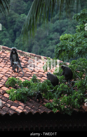 Singes à feuilles dusky (Trachypithecus obscurus) sur le toit, Malaisie Banque D'Images