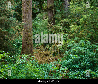 USA, Washington, Olympic National Park, conifères tempérée rainforest avec Sitka et la pruche de l' ; Hoh Rain Forest. Banque D'Images