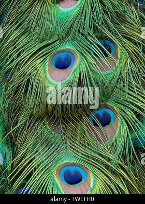 Gros plan d'une image d'une couleur de son plumage du paon Banque D'Images