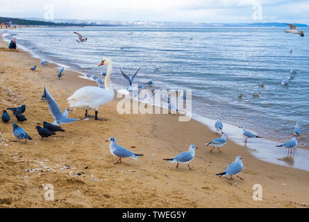 Les cygnes et les mouettes sur la plage de la côte de la mer Baltique à Sopot, Pologne Banque D'Images