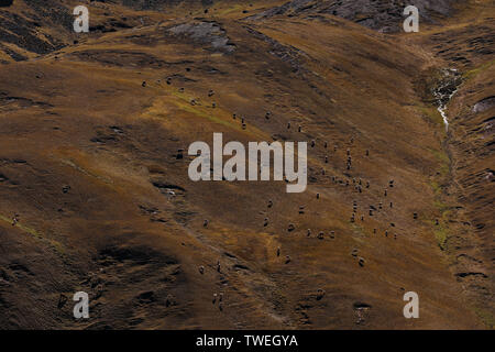 Cusco, Pérou. 09Th Mai, 2019. Sur le chemin de l'Rainbow-Montain vous pouvez toujours voir les alpagas dans la distance. Credit : Tino Plunert Zentralbild-/dpa/ZB/dpa/Alamy Live News Banque D'Images