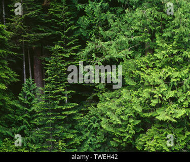 USA, Washington, Olympic National Park, vieux de conifères avec la pruche de l'ouest et de thuya géant, près de Lake Creek. Banque D'Images