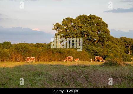 English Longhorn cattle grazing in early morning light Banque D'Images