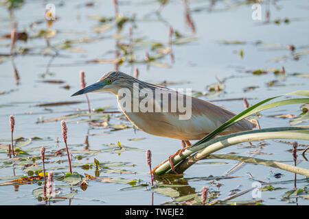 Crabier chevelu Ardeola ralloides, perché sur une branche, attendant de pêcher sur les eaux de la rivière Banque D'Images