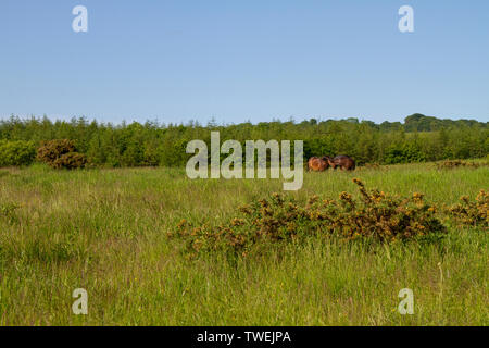 Poneys Exmoor pâturage sur Daisy Hill Nature Reserve Banque D'Images