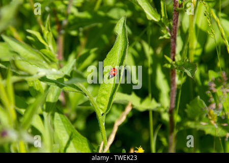 5-spot ladybird sur feuilles au wildflower meadow Banque D'Images