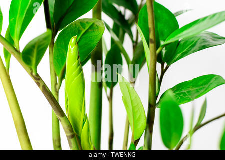 Zamioculcas vert fond vert feuilles isolées sur fond blanc Banque D'Images