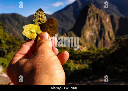 02 mai 2019, le Pérou, le Machu Picchu : Une part avec trois feuilles de coca. Les feuilles servir les habitants et les touristes non seulement contre la maladie d'altitude, également Pachamama (Quechua, mère de la terre, monde, univers) est vénéré comme grâce à une bonne journée. Dans l'arrière-plan Machu Picchu. Le bien-préservé ville Inca de Machu Picchu se trouve à 2430 mètres au-dessus du niveau de la mer entre les pics de Huayna Picchu et la montagne du même nom, le Machu Picchu, au nord-ouest de Cusco. Le Runins du Machu Picchu est le leader incontesté de la première destination touristique au Pérou. Photo : Tino Plunert Zentralbild-/dpa/ZB Banque D'Images