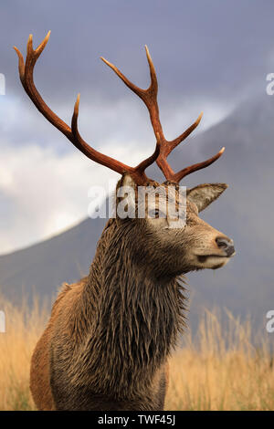 Red Deer stag en Glen Etive. Banque D'Images