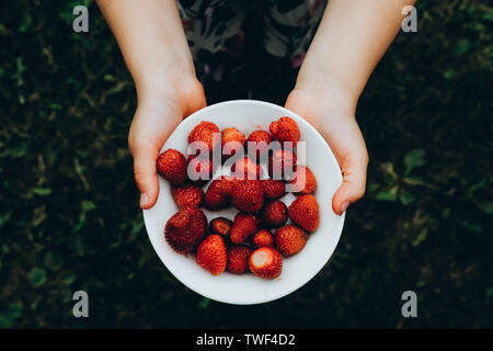 Maintenant la plaque de fraises dans les mains. Produits biologiques, naturels. Fruits frais en salade. Gâteries estivales. Les cultures de l'agriculture venu. Pile de baies libre. Régime végétarien sain Banque D'Images