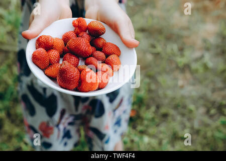 Maintenant la plaque de fraises dans les mains. Produits biologiques, naturels. Fruits frais en salade. Gâteries estivales. Les cultures de l'agriculture venu. Pile de baies libre. Régime végétarien sain Banque D'Images