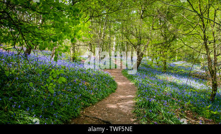 Un sentier sinueux à travers jacinthes dans la forêts anciennes de l'Outwoods ce qui est l'un des plus anciens sites forestiers dans la région de Stratford. Banque D'Images