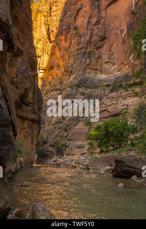 Le spectaculaire et magnifique rivière vierge tisse les Narrows, Zion National Park, USA, personne à l'image Banque D'Images