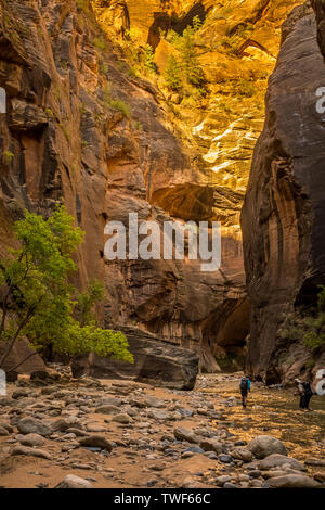 Le spectaculaire et magnifique rivière vierge tisse les Narrows, Zion National Park, USA, deux Randonneurs marchant dans la rivière Banque D'Images