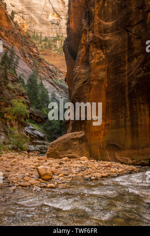 Le spectaculaire et magnifique rivière vierge tisse les Narrows, Zion National Park, USA, personne à l'image Banque D'Images