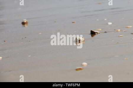 Les petites pierres polies en douceur sur la plage dans le sable sur fond de mer, les vagues et le ciel. La texture brillante d'été l'espace de copie. Profondeur de champ. Banque D'Images