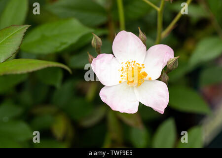 Gros plan de rose rose rose Rosa 'Francis E. Lester floraison dans un jardin anglais, Royaume-Uni Banque D'Images