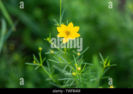 Une petite fleur jaune vient juste d'ouvrir, dans le jardin Banque D'Images