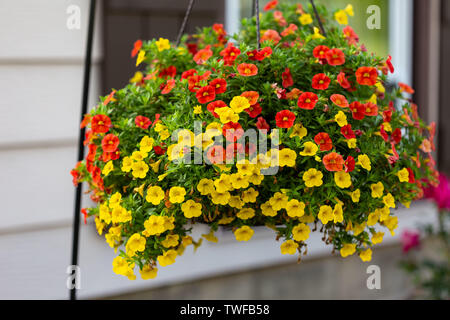 Une large vue d'une suspension de millions de fleurs cloches Banque D'Images