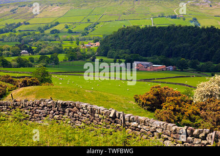 L'agriculture dans la vallée de Farndale sur le North York Moors, England, UK Banque D'Images