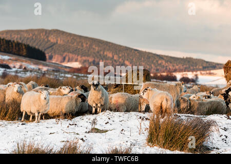 Moutons sur la Braes d'Abernethy dans le Parc National de Cairngorms de l'Ecosse. Banque D'Images