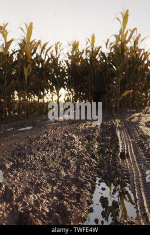 Le rendu 3D de la route de terre avec flaque d'eau et les roues du tracteur à l'avant d'un champ dans la soirée du soleil Banque D'Images