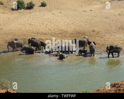 Troupeau d'éléphants dans la rivière, Parc national Kruger Banque D'Images