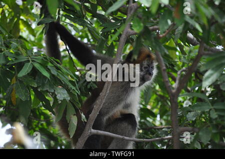 Cette photo d'un Black-Handed Singe-araignée a été prise en forêt tropicale luxuriante du Nicaragua. Banque D'Images