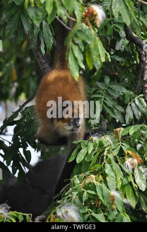 Cette photo d'un Black-Handed Singe-araignée a été prise en forêt tropicale luxuriante du Nicaragua. L'UICN a inscrit cette espèce de singe comme "en danger". Banque D'Images